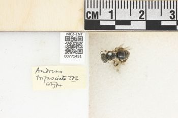 Media type: image;   Entomology 771451 Aspect: Labels